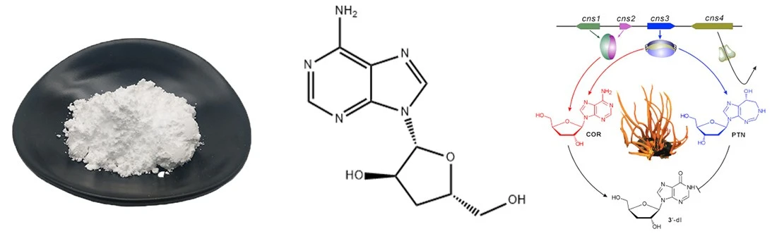 cordycepin introduction cordycepin introduction