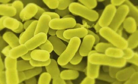 pure Lactobacillus rhamnosus